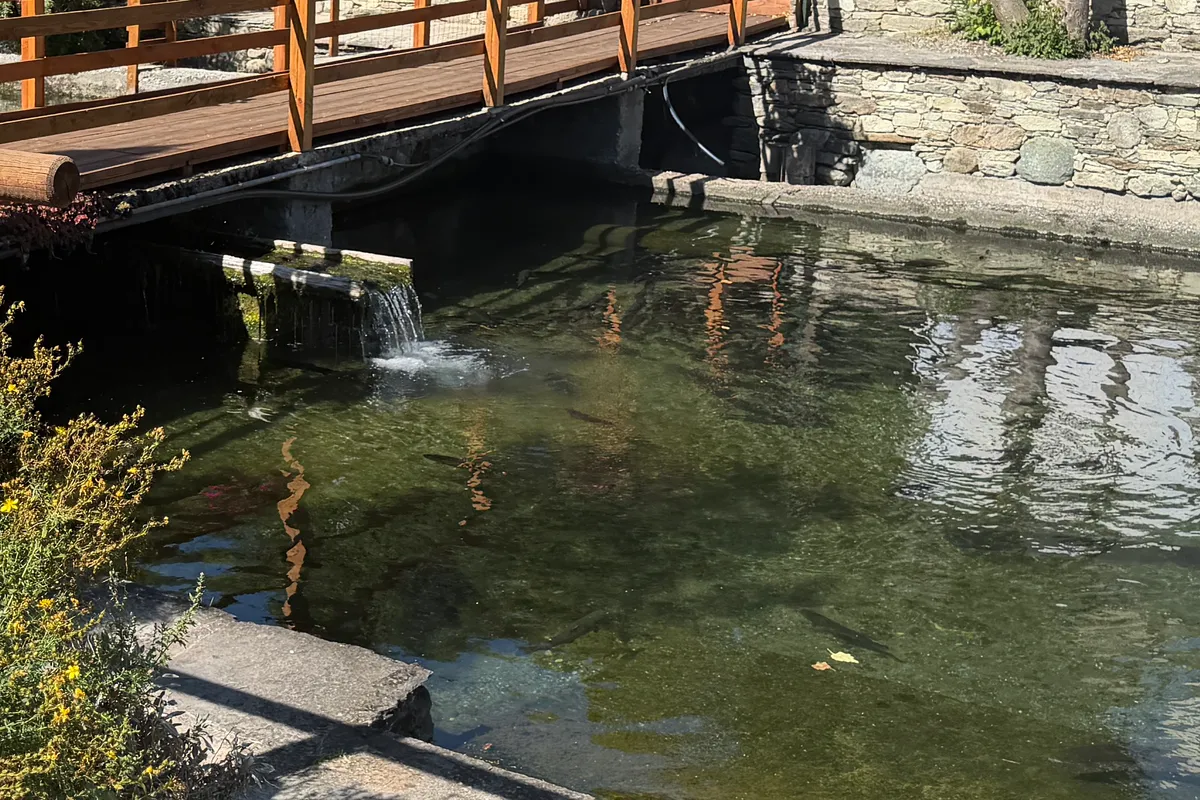 Acqua della Varaita che entra nella vasca dell'allevamento Pranou