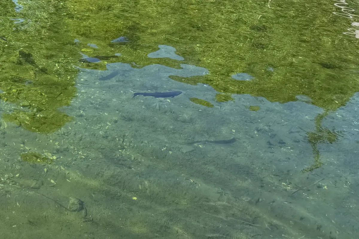 Trota nell'acqua limpida della vasca, allevamento Pranou